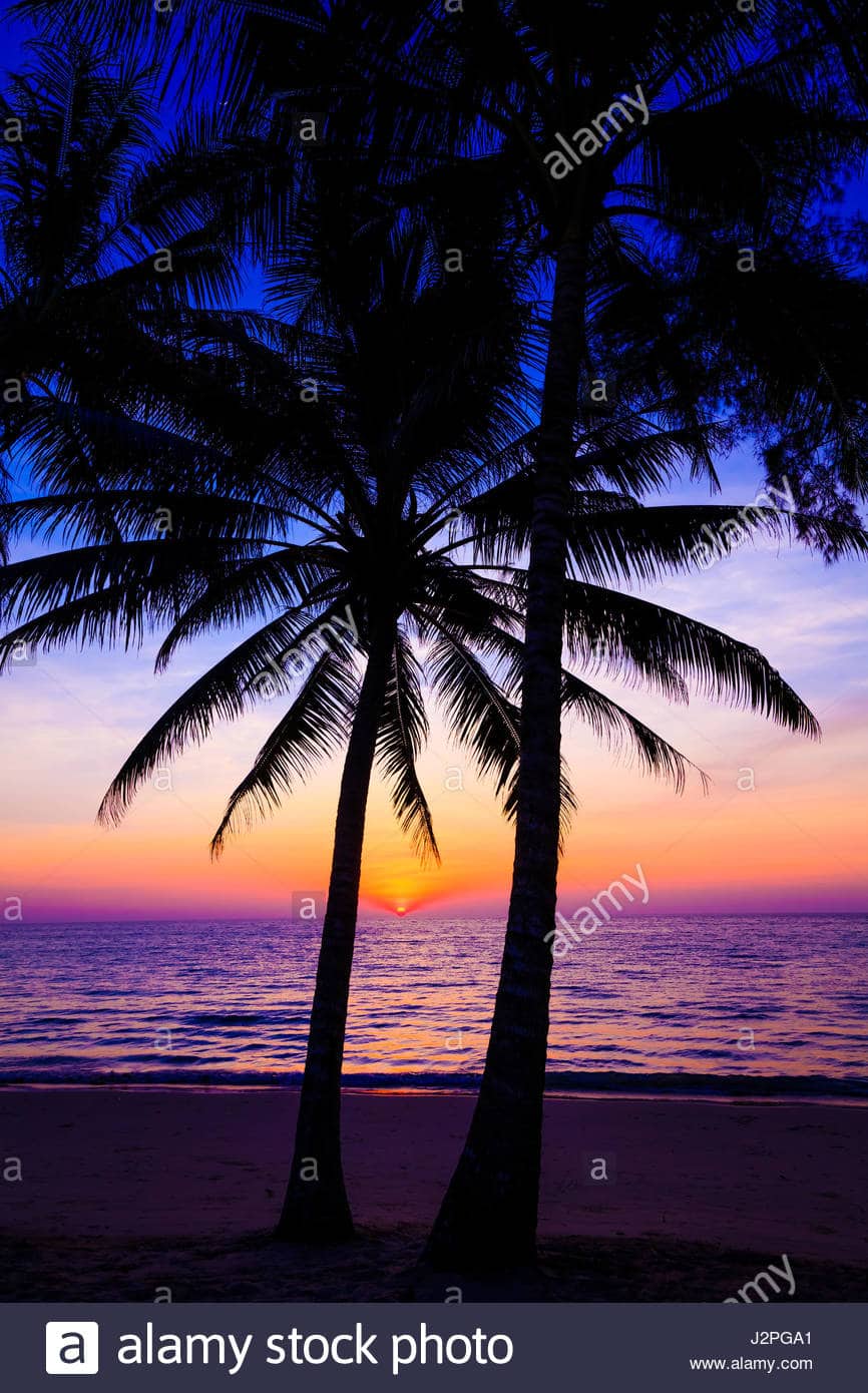 beautiful-sunset-sunset-over-the-ocean-with-tropical-palm ...